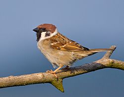 Tree-Sparrow-2009-16-02