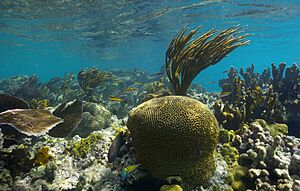 Underwater corals on the Island of Culebra