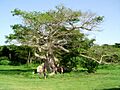 Vieques Ceiba