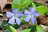 Vinca minor Nashvillle.jpg