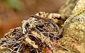 Western Ghat Worm Gecko.jpg