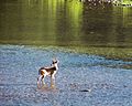 Whitetail Deer in the Selway River (215776260)