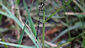 Yellow-tipped Tigertail flank (16521682385).jpg