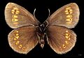 (MHNT) Erebia alberganus - Champoléon France - male ventral