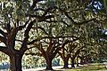 0329ba Eichen-Allee Boone Hall Mt Pleasant USA