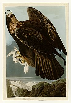 181 Goldon Eagle