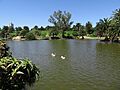2016 Montevideo patos en el lago de las canteras del Parque Rodó