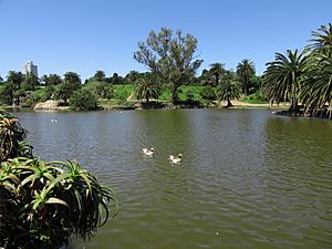 2016 Montevideo patos en el lago de las canteras del Parque Rodó