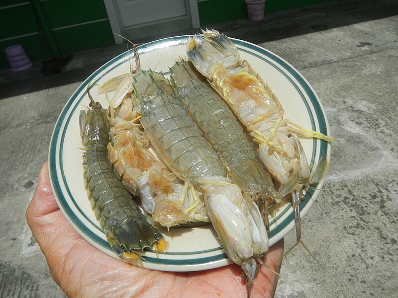3356Squilla mantis Alupihang-dagat 16