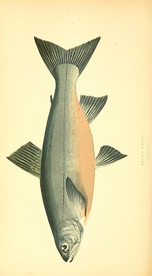 A history of the fishes of the British Islands (1862) (14776378792).jpg