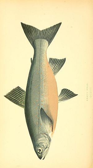 Salvelinus grayi Facts for Kids