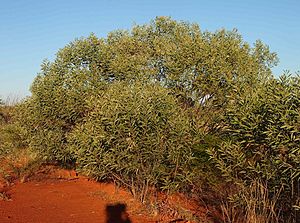 Acacia gonoclada.jpg