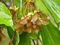 Acer buergerianum seeds