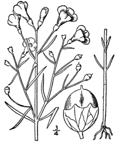 Agalinis tenuifolia drawing