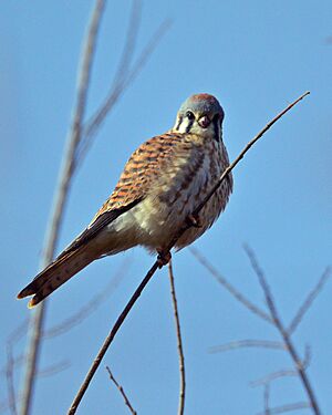 American Kestrel, Colorado