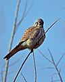 American Kestrel, Colorado