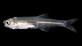 Anchoa mitchilli SERC 121520 0193