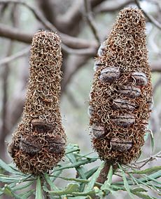 Banksia attenuata infructescences
