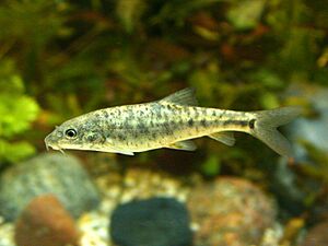 Barbus Barbus (juvenile)