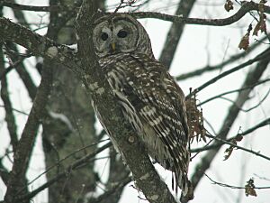BarredOwl