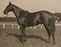 Battleship USA horse