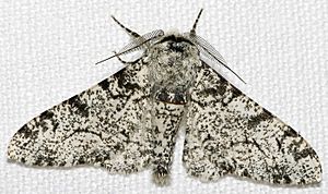 Biston.betularia.7200
