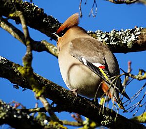 Bombycilla garrulus, Lindome, Sweden 2.jpg