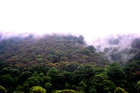Bosque de pino-encino en Chimaltenango.jpg