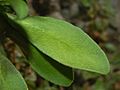 Brassicaceae - Lobularia maritima-1