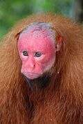 Brown monkey with red face
