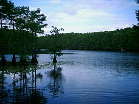Caddo Lake- Cypress.jpg