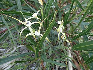 Caladenia denticulata subsp. denticulata 04
