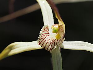 Caladenia exilis exilis labellum
