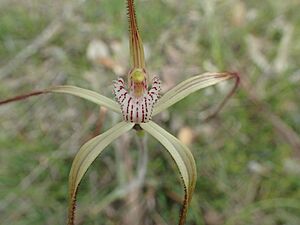 Caladenia pendens talbotii 03
