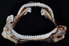 Centrophorus granulosus jaws