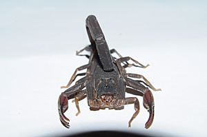 Centruroides gracilis.jpg