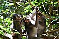 Cercocebus atys 219636002