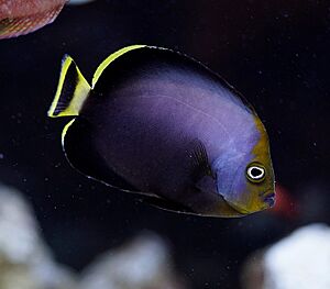 Chaetodontoplus melanosoma, Kobe.jpg