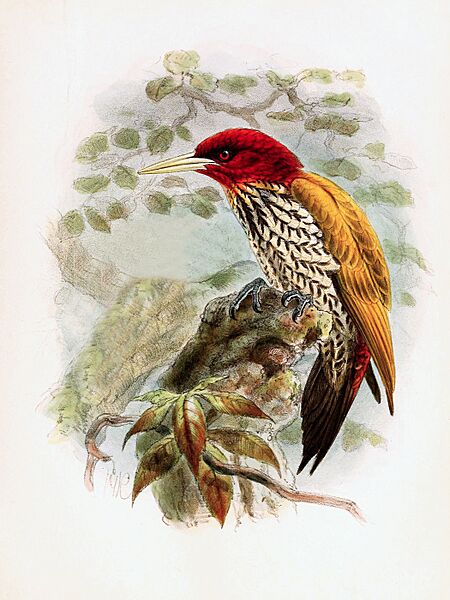 Chrysocolaptes erythrocephalus - Keulemans