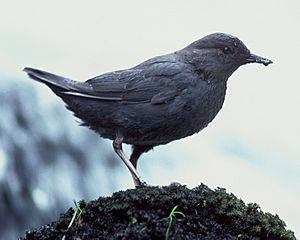 Cinclus mexicanus FWS