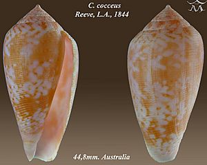 Conus cocceus 1.jpg