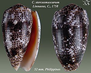Conus stercusmuscarum 2.jpg
