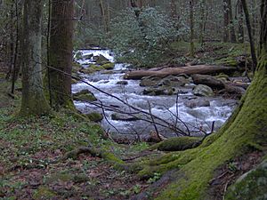 Cosby-creek-cove-hardwood-tn1
