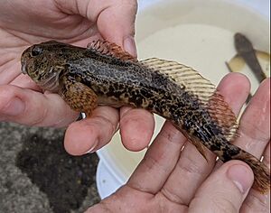 Cottus asper sculpin.jpg