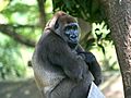 Cross-River-Gorilla-Gorilla-gorilla-diehli)
