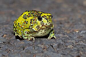 Crucifix Frog.jpg