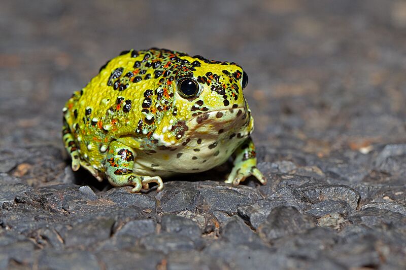 Crucifix Frog