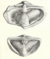 Davidson Carboniferous Brachiopoda Spirifer striatus