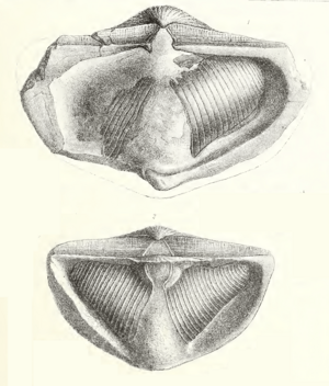 Davidson Carboniferous Brachiopoda Spirifer striatus