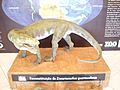 Decuriasuchus no museu
